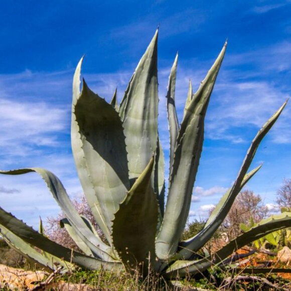 Reposado Tequila Corralejo Empty 1000ml Collectible Bottle! - Picture 14 of 16